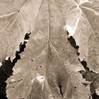 Назва. отсу. :: Денис Безногов