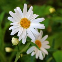 Мои любимые... :: Светлана Мои любимые... :: Светлана