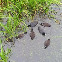 Лысухи :: Сапсан 