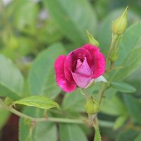 Розы Матисова острова :: Наталья Герасимова