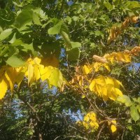 Скоро осень... :: Андрей Хлопонин