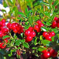 Август...Радует глаз поспевшая брусника! :: Владимир 