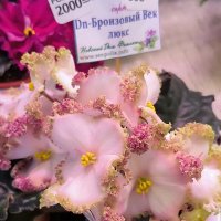 Такие разные сенполии. :: Ольга Такие разные сенполии. :: Ольга