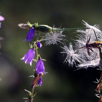 Ботсад МГУ 18 июля :: Михаил Бибичков