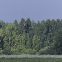 сова болотная :: юрий макаров сова болотная :: юрий макаров