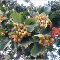 Зреет Боярышник :: Сеня Белгородский Зреет Боярышник :: Сеня Белгородский