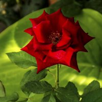 В лучах  солнца :: Валентин Семчишин