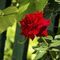 Алая роза :: Валентин Семчишин