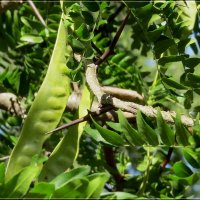 Под охраной :: Сеня Белгородский