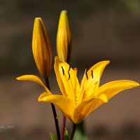 Жёлтая лилия и бутоны :: Александр Синдерёв
