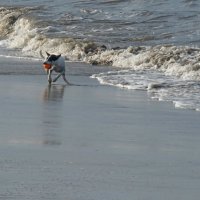 Щенячьи радости. :: ИРЭН@ .