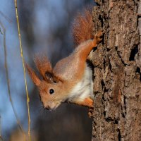 Не сидится ей :: Alexandеr P