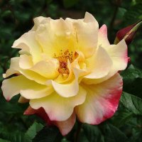 Роза :: Рита Симонова