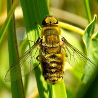 Муха Villa hottentotta :: Константин Штарк