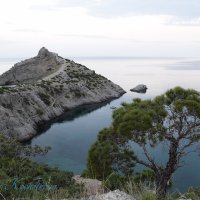 Природа Крыма :: Amazing Cosmea