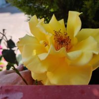 Жёлтые розы! :: Светлана Хращевская