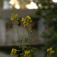 цветочки :: ujgcvbif 