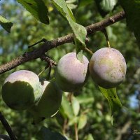 Сливы :: Freddy 97