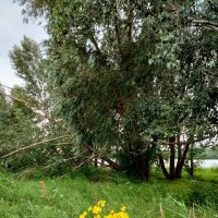 У берега реки Иртыш :: Динара Каймиденова