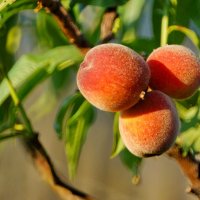 из серии " Когда я был в станице..." :: Николай Саржанов