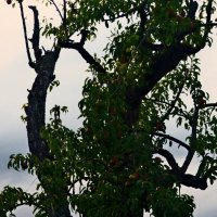 Фаинген 97 :: Алексей Кузнецов