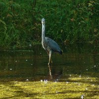 Цапля Пруд "Баранка" :: Леонид leo Цапля Пруд "Баранка" :: Леонид leo