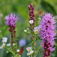 Летнее разноЦветье :: Светлана 