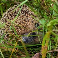 Лесные истории. Ёжик. :: Анатолий Пашковский