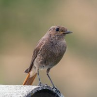 * :: Виталий Емельянов