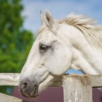 Лошадь :: Alex Bush Лошадь :: Alex Bush