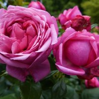 Люблю я розовые розы. Они изящны и чисты,.... :: Галина 