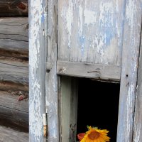 Окно :: victor Lion