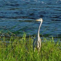 серая цапля :: gawrilа - dan