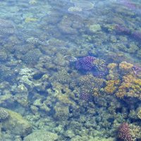 Красное море с берега :: Марина Виноградова