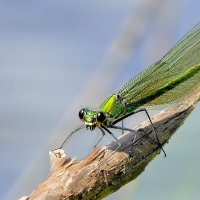 из снятого сегодня 4 :: Александр Прокудин