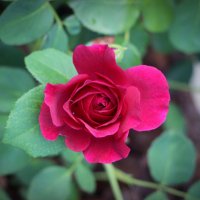 Розы Матисова острова :: Наталья Герасимова