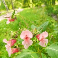 Недотрога :: Сапсан 