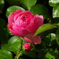 О красоте цветов. :: Милешкин Владимир Алексеевич 