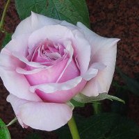 Роза :: Лидия Бусурина Роза :: Лидия Бусурина