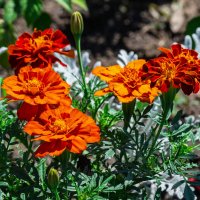 *** :: Виктор Иванович Чернюк *** :: Виктор Иванович Чернюк