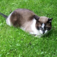 Сосед Василий. :: Ольга Довженко