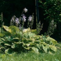 *** :: Леонид leo