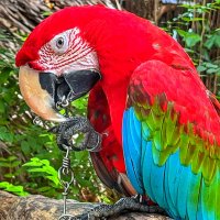 Просто попугайчик . :: Дмитрий Багмет Просто попугайчик . :: Дмитрий Багмет