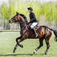 Конкур :: SanSan 