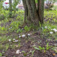 Городские :: Валерий Иванович