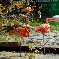 Одноногие) :: Татьяна Лютаева