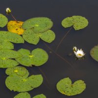 Кувшинки :: Сергей Цветков