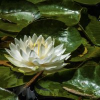 Белоснежная лилия :: Валентин Семчишин Белоснежная лилия :: Валентин Семчишин