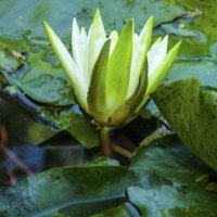 Белая  лилия :: Валентин Семчишин