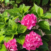 Гортензия. :: Ольга 